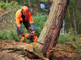 Best Stump Grinding and Removal  in Garden City Park, NY