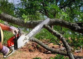 Best Lot and Land Clearing  in Garden City Park, NY